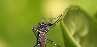 Aedes aegypti mosquito