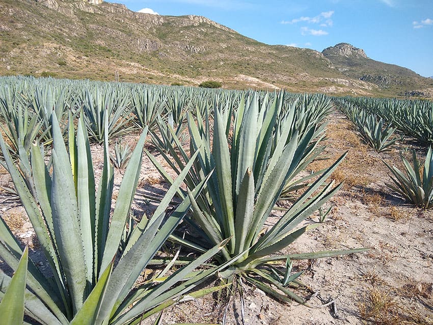 Rows of gray-green agave plants grow in a dry field, with mountains behind.