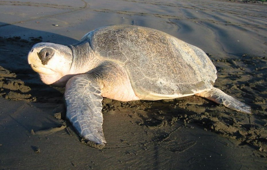 Olive Ridley sea turtle on the beach