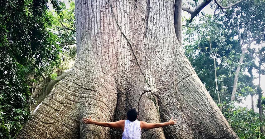 A man stretches his arms out in front of a massive tree with a trunk at least double his wingspan.