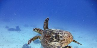 Olive Ridley sea turtle