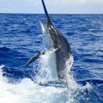 Black marlin