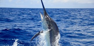 Black marlin