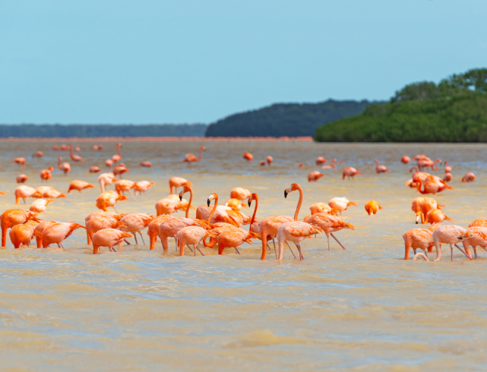 The best beaches near Mérida: Do you know them all?