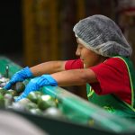 Avocado processing plant