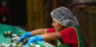 Avocado processing plant