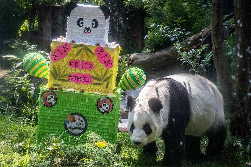 A giant panda next to a piñata that reads "Xin Xin, Feliz Cumple"