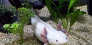 A pink ajolotl in an aquarium