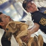 Rescuers and vets help dogs and cats affected by Hurricane Otis