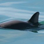 An endangered vaquita swimming in the ocean