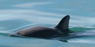 An endangered vaquita swimming in the ocean