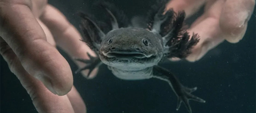 A gray-brown axolotl swims between two hands underwater, as if being released.