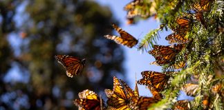 Butterflies settle on a fir tree near El Rosario Butterfly Sanctuary in Ocampo, Michoacán.