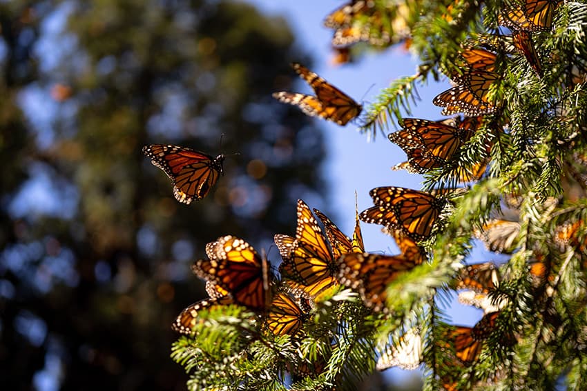 Butterflies settle on a fir tree near El Rosario Butterfly Sanctuary in Ocampo, Michoacán.