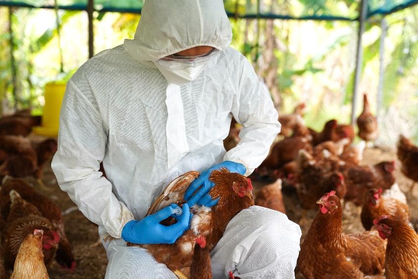 Vacunación de pollos