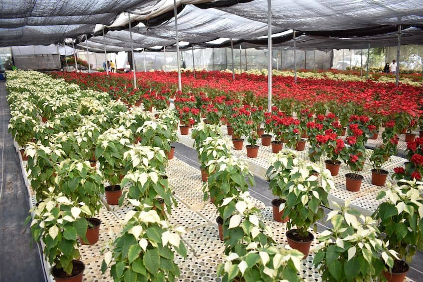 White and red poinsettias in a netted growing structure.