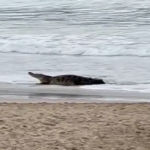 A crocodile sits in shallow water on a beach