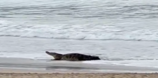 A crocodile sits in shallow water on a beach