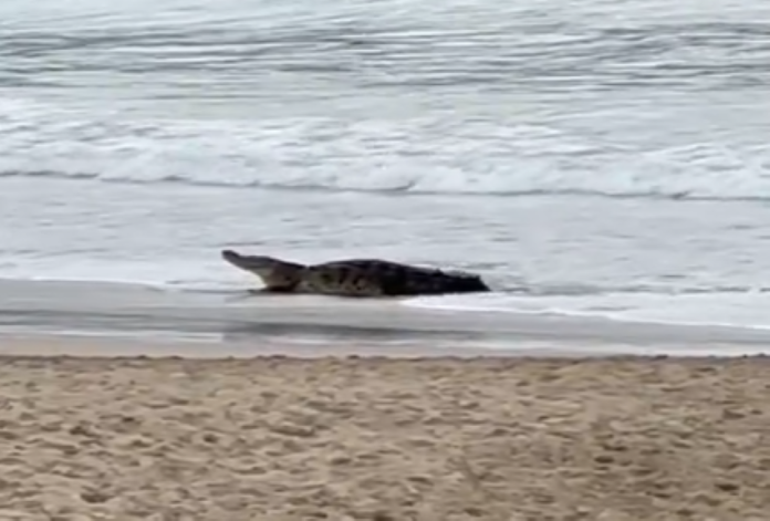 A crocodile sits in shallow water on a beach