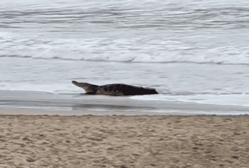 A crocodile sits in shallow water on a beach