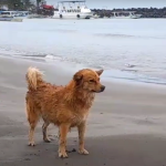 Covid the dog on a Veracruz beach