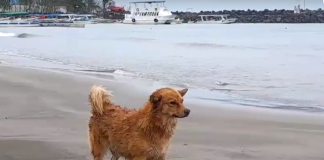Covid the dog on a Veracruz beach