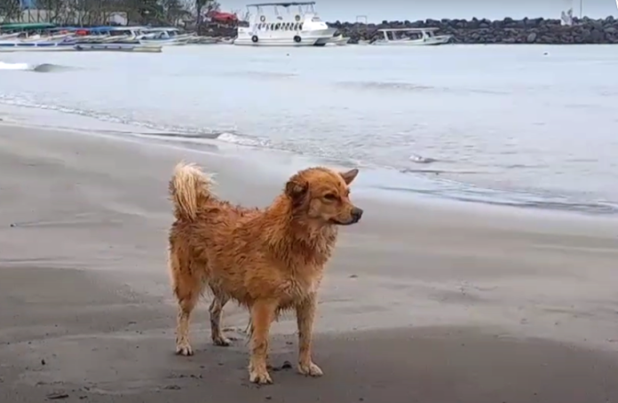 Covid the dog on a Veracruz beach