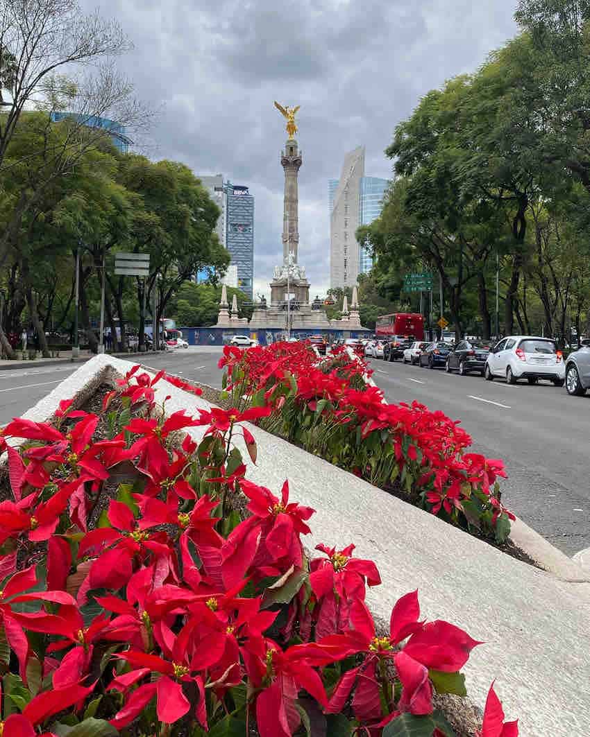 Poinsettias in an urban area, with Mexico City's statue of the Angel of Independence in the background