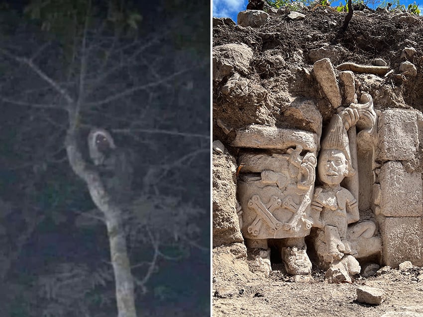 A dark blurry photo of an animal or human in a tree, next to a photo of a stone carving