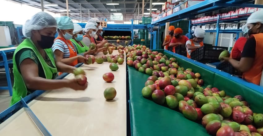 Workers in safety vests and hair covers sort mangos from a conveyor belt.