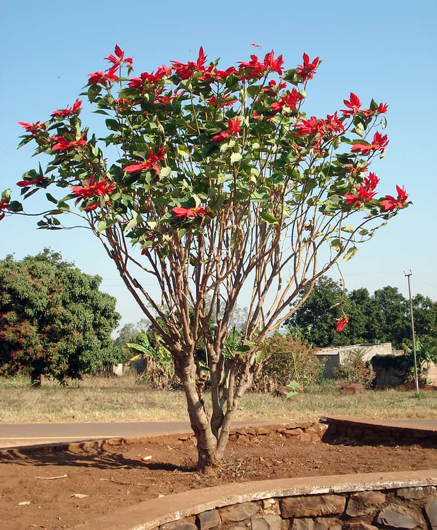 A poinsettia shrub 3 or 4 meters tall in a park