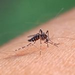 Dengue mosquito