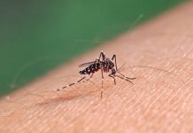 Dengue mosquito