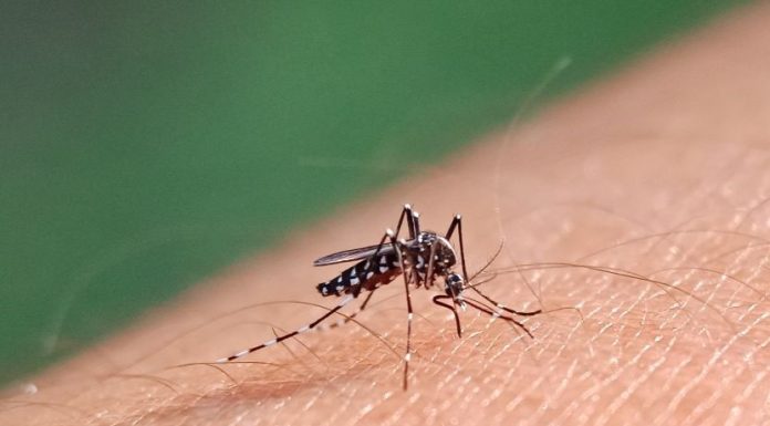 Dengue mosquito