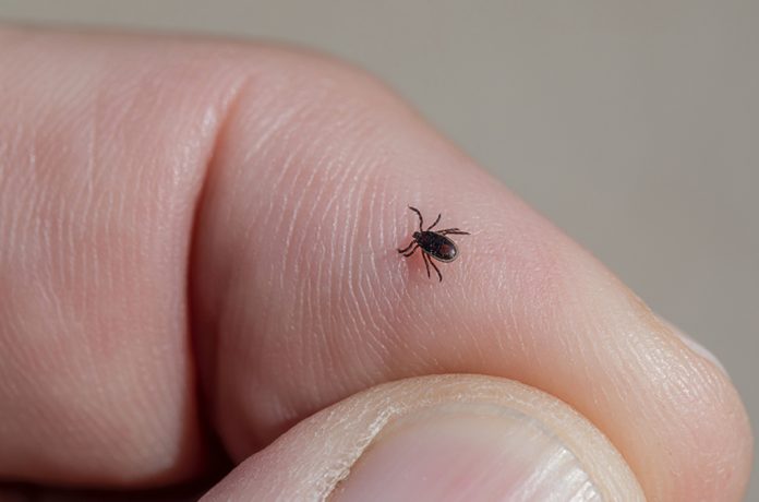 A small black tick on a person's hand