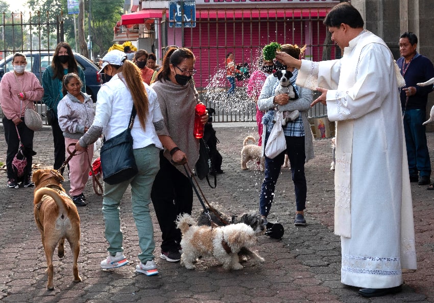 A priest blesses dogs in Mexico City