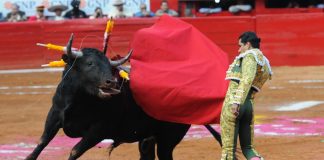 A toreador fights a bull in Mexico City's Plaza de Toros