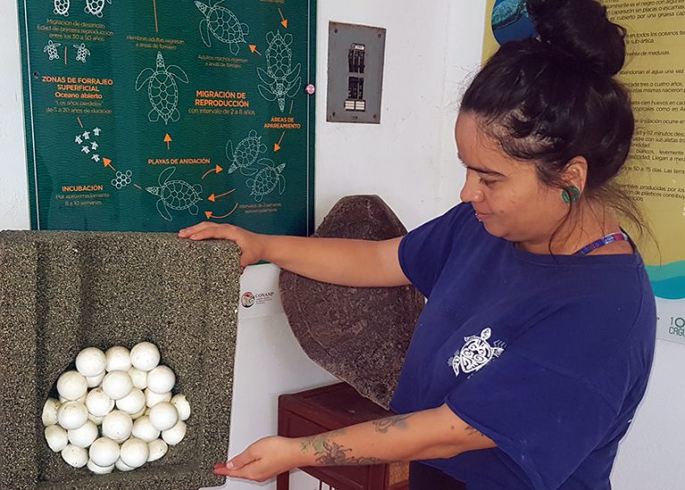 When (and where) to see baby sea turtles hatch in Mexico