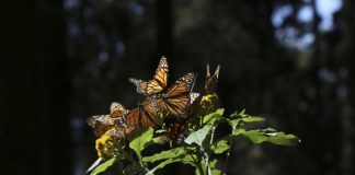 Monarch butterflies