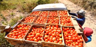 Tomatoes in crates on a truck, in preparation for export.