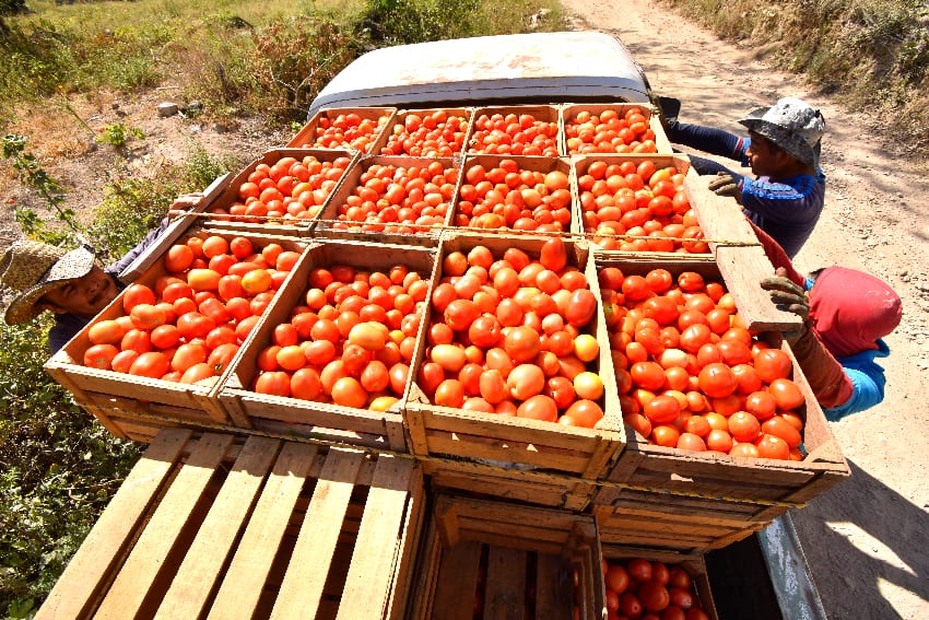 Tomatoes in crates on a truck, in preparation for export.