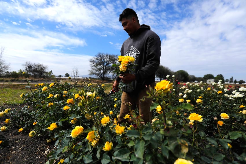 Man picks roses in San Juan del Río, Querétaro