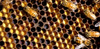 Bees on a honeycomb