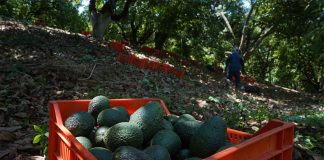 A crate of avocados in the shade of an orchard