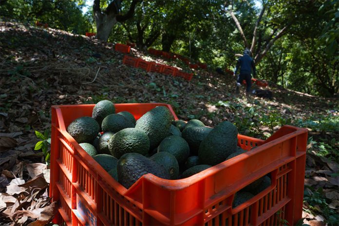 A crate of avocados in the shade of an orchard