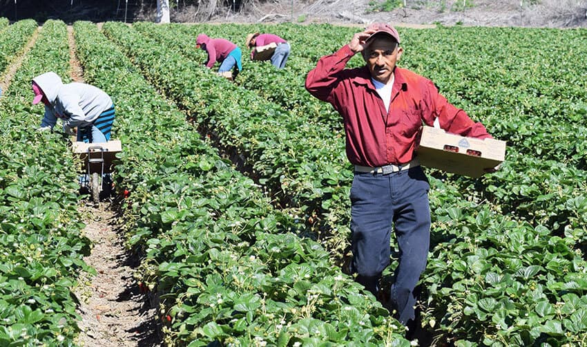 Mexican farmworker in the United States