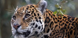 Mexican jaguar