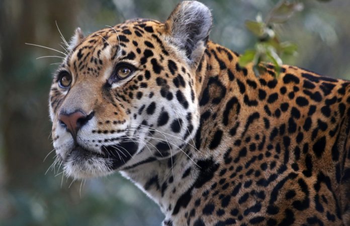 Mexican jaguar