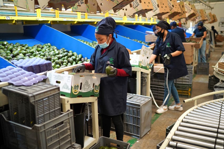 Woman worker preparing avocados for shipment