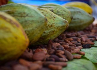 a pile of raw cacao beans on display